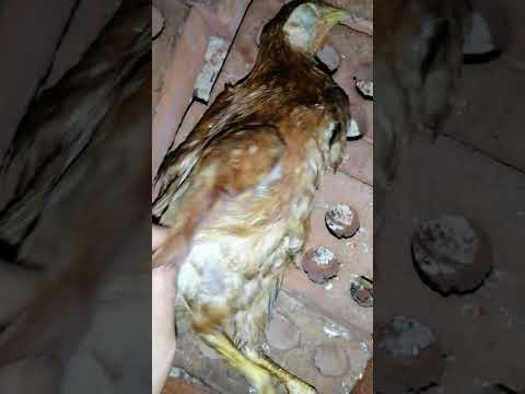 الفرخه رقم ٤٠ الاسعار نار وبيدخلوا يموتوا الطيور بالشباشب حفظ الله بني أدم