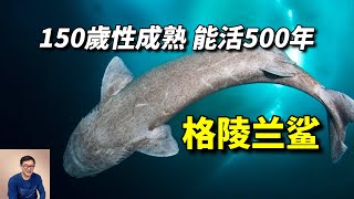 150歲才性成熟，壽命超過500歲！格陵蘭鯊的長壽秘訣，給人類帶來怎麼樣的啟示？【老肉雜談】#動物 #海洋生物 #鯊魚 #shark #野生動物