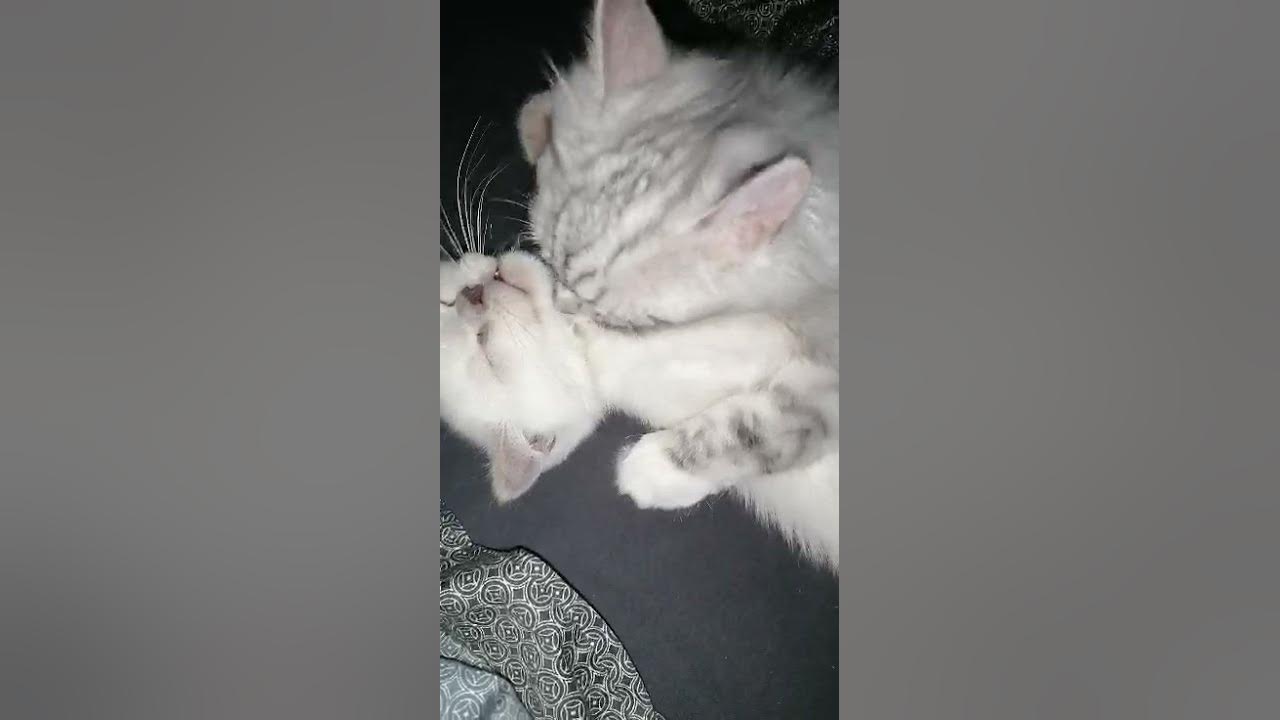 Katzen lecken sich gegenseitig YouTube