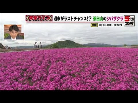 Moss Phlox Festival] It's like a flower field in the sky! The