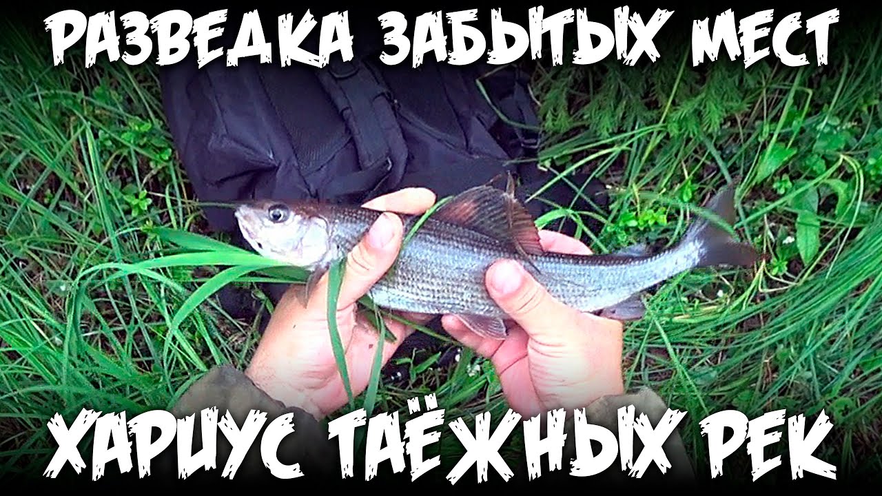 Рыбалка дикой тайге новое видео братья приходько. Братья приходько - рыбалка в дикой тайге. река ледь хариус. поймал хариуса. симулятор ловли хариуса.