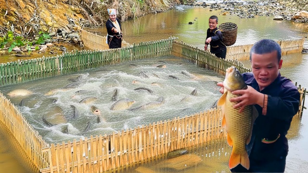 Dwarf Family Builds Traditional Fish Traps to Catch Tons of Fish and ...