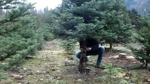 Christmas Tree cutting