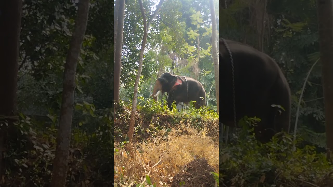 aaara avde nikkinne nokkiaaa