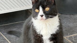 Five Felix storytime videos felixbellawillow