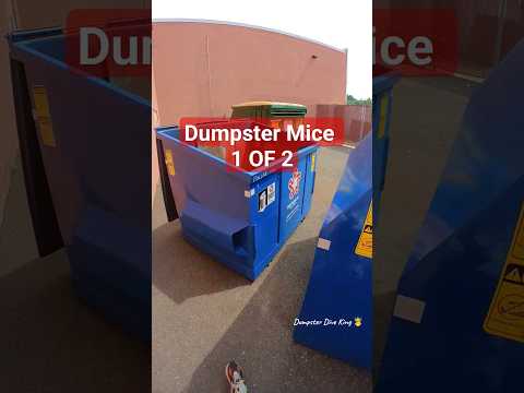 Mice infested Dumpster Taki Meat 1 of 2