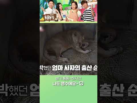 다들 <strong>심장</strong> 부여잡고 보세요💖 #TV동물농장