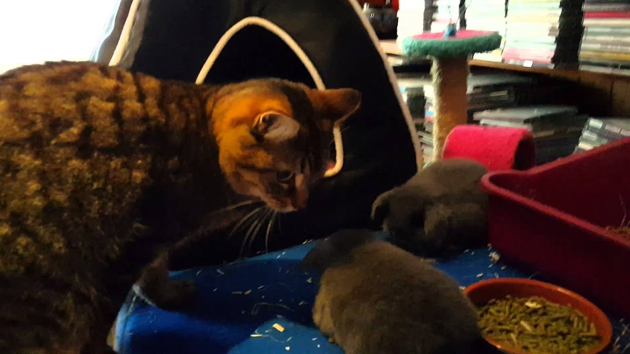 Cat Stops Play. Baby mini lops chase big cat away. YouTube