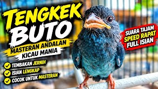 Masteran ngeri Tengkek Buto SUARA JERNIH FULL DURASI | tanpa Jeda Dan Tanpa Iklan