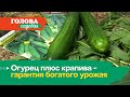 Голова садовая - Огурец плюс крапива - гарантия богатого урожая