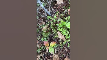 Rabbit snaring Newfoundland #newfoundland #outdoors #hunting #rabbit #trapping #shorts