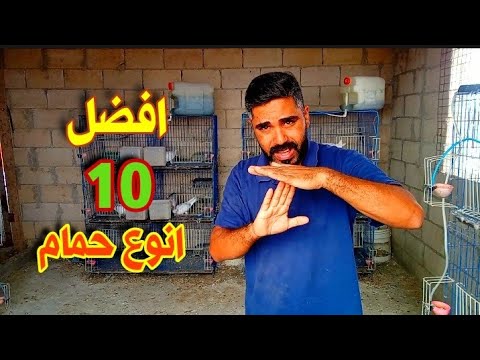 10 انواع حمام لازم تربيهم عندك