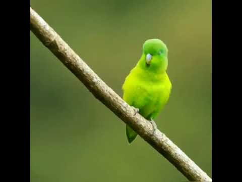 Mexican Parrotlet Birds | Love | Nature Lover | Pets | WhatsApp status | #shorts # fyp