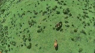 When foxeer and Runcam unite