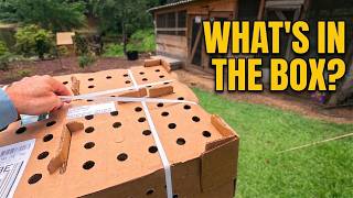We Lost 47 Chickens… So We Filled the Coop Back Up! 🐥❤️ | NEW Baby Chicks!
