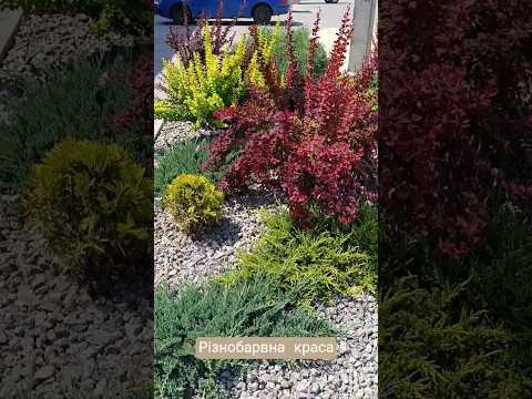 Різнобарвна краса біля дороги 🌿 #shortvideo #кропивницький #клумба #хвойні #хвойные