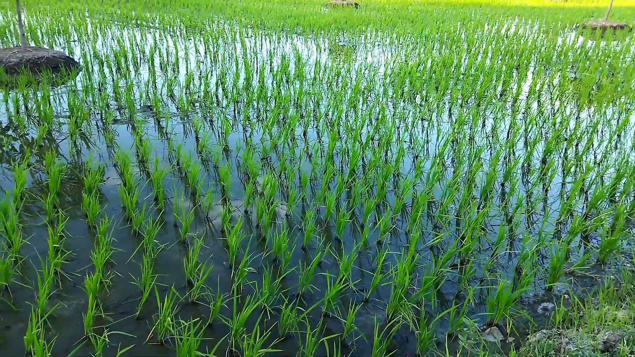 Relaxing Beauty of Rice Farm| Nueva Ecija The Rice Granary of the ...