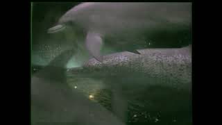 Siamese Twins - Love Is An Ocean Music Video - 1993