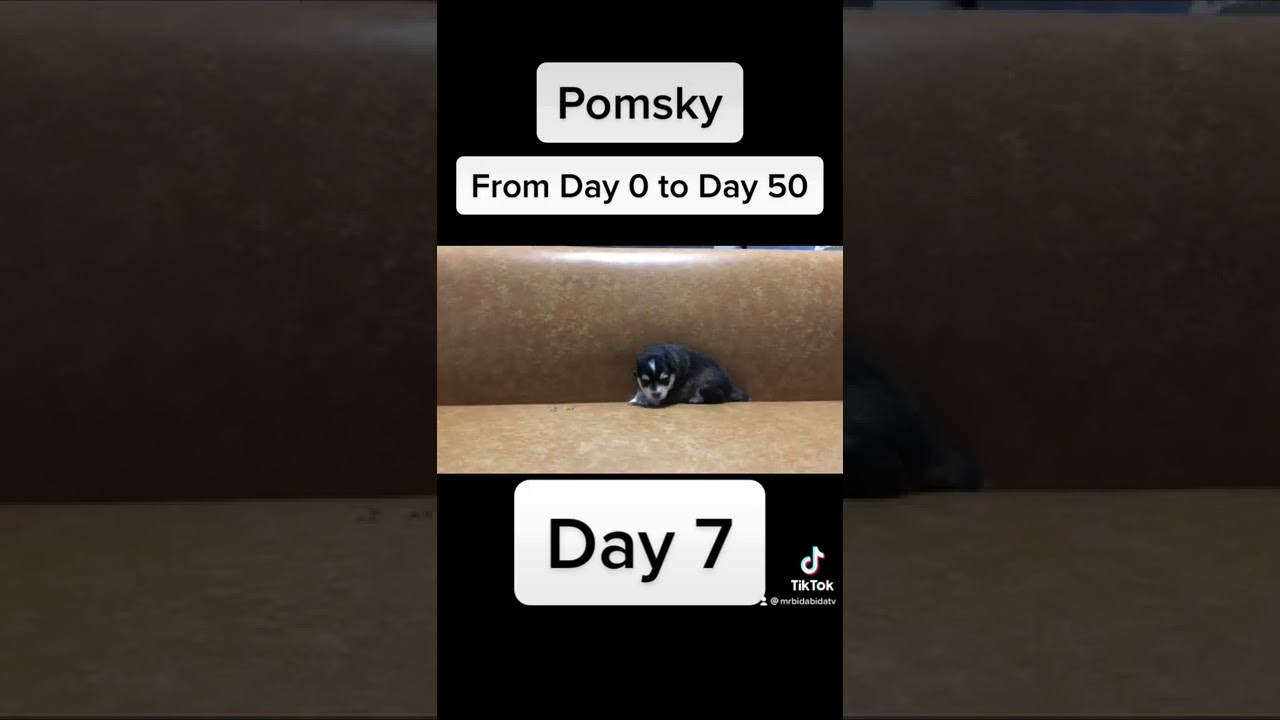 Pomsky Philippines from Day 0 to Day 50