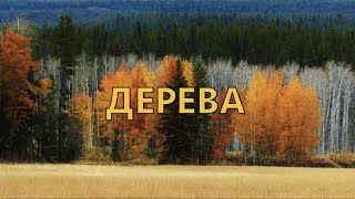 картинка: Дерева. Види дерев.