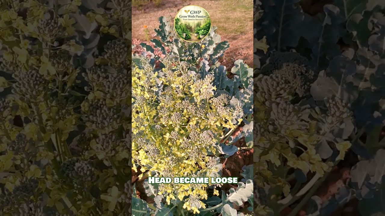 Don’t Make This Broccoli Mistake 🚫🥦 