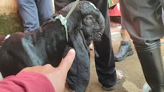 Mulai 150ribu‼️CEMPE Jantan JADI REBUTAN, SPEK KAKI PETUNG‼️ Pasar Kambing Kaligesing.