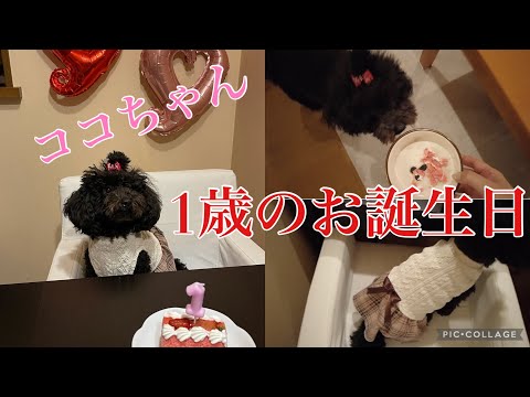 【トイプードル】ココちゃんの1歳のお誕生日🎂/トリミング/購入品etc