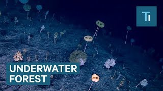 This Underwater Forest Looks Like Something From Another Planet