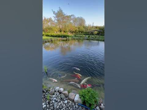 Haus mit Koiteich zu verkaufen koi koifisch YouTube