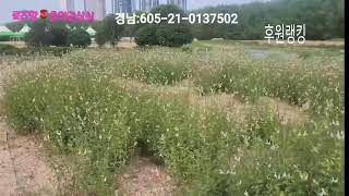 로즈향🌹(음악감상실)8시 #음악방송 #소통 25.6.23.(저녁방송)