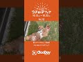 グッデイ「あつまれ ウチの子フェア5」店内デジタルサイネージ放映動画12