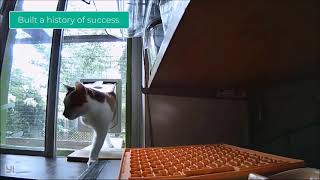 Cat Flap training - Short version by Caroline Crevier-Chabot 8,549 views 3 years ago 1 minute, 54 seconds