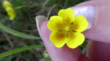 1. Key parts of a wildflower