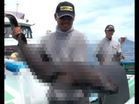 東京湾 初確認の魚