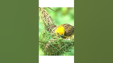 Bird making his nest | Asian golden weaver bird🐤 #shorts #shortsfeed #viral #facts #nest  #birds