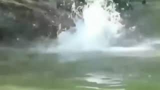 Buaya di smack