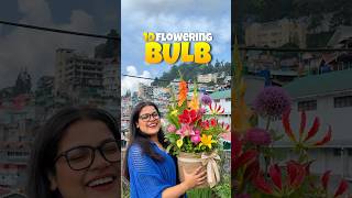 ১০টা গ্রীষ্ম কালের ফুলের বাল্ব 😫🌷 #short #lifestyle #minivlog #gardening #bengali #lily