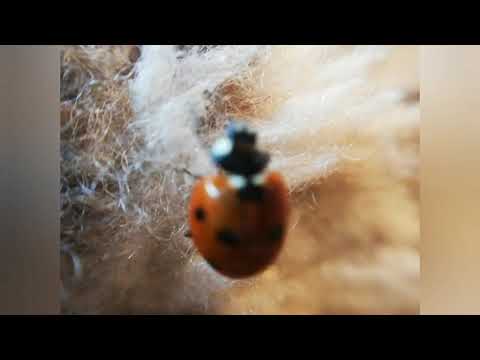 Ladybug at home Божья коровка залетела домой
