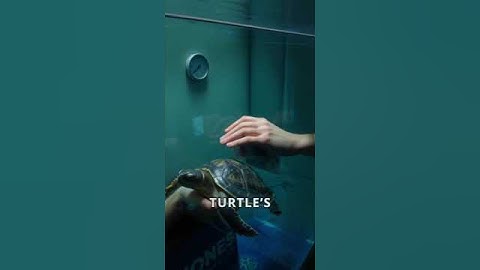 The management of a turtle