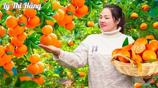 Harvesting Orange & Goes to the Market Sell - Harvesting & Cooking || Ly Thi Hang || Daily Life
