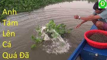 385  Giăng Câu Mồi Dưa Hấu - Chuối Xiêm Dính Cá Ai Thấy Mà Không Ham |Đất Phương Nam