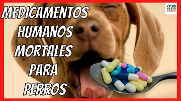 ¿Es mejor la aspirina que el ibuprofeno para los perros?