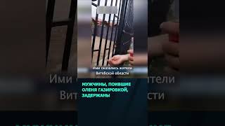 Милиция задержала мужчин, которые таскали оленя за рога в минском зоопарке #беларусь #новости #минск