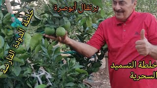 شجرة البرتقال خلطة التسميد السحرية ، خلطة مكافحة الدودة القارضة Orange tree. #orange