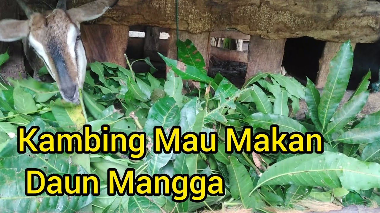 Ngasih Daun  Mangga Untuk  Pakan  Kambing  Kacang YouTube