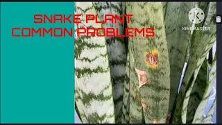 Common Snake Plant problems || snake plant Brown spots