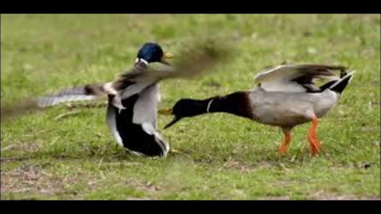 утка дерется. драчливые утки. лошадь размером с утку. драка уток. утка дерется.
