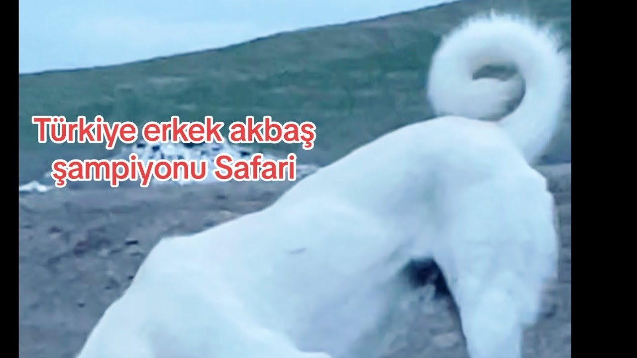 TÜRKİYE ŞAMPİYONU DİŞİ VE ERKEK AKBAŞ TEO CHAMPİONS #akbaş ##köpek # ...