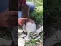 Cutting Coconut Fruit In Village Part 2 #shorts
