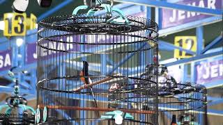  Singo Edan Tiket Utama Piala Jateng 5 Mahesa Jenar Arena